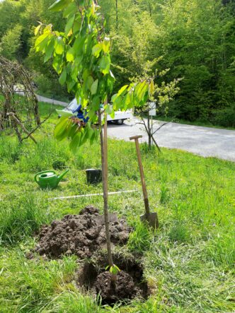 Baumritual bei der freien Trauung