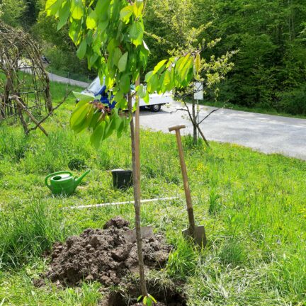 Baumritual bei der freien Trauung mit Hochzeitsredner Zen Meister Vater Reding