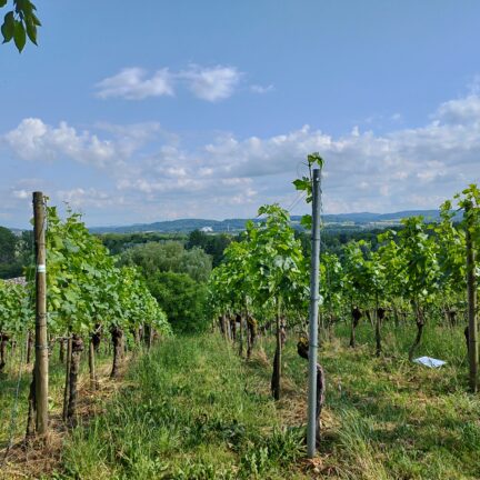 Hochzeit im Weingut mit Hochzeitsredner Zen Meister Vater Reding