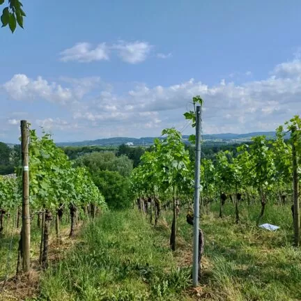 Kartause Ittingen Hochzeitsredner Zen Meister Vater Reding für die freie Trauung